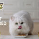 Fancy Feast Digital Campaign